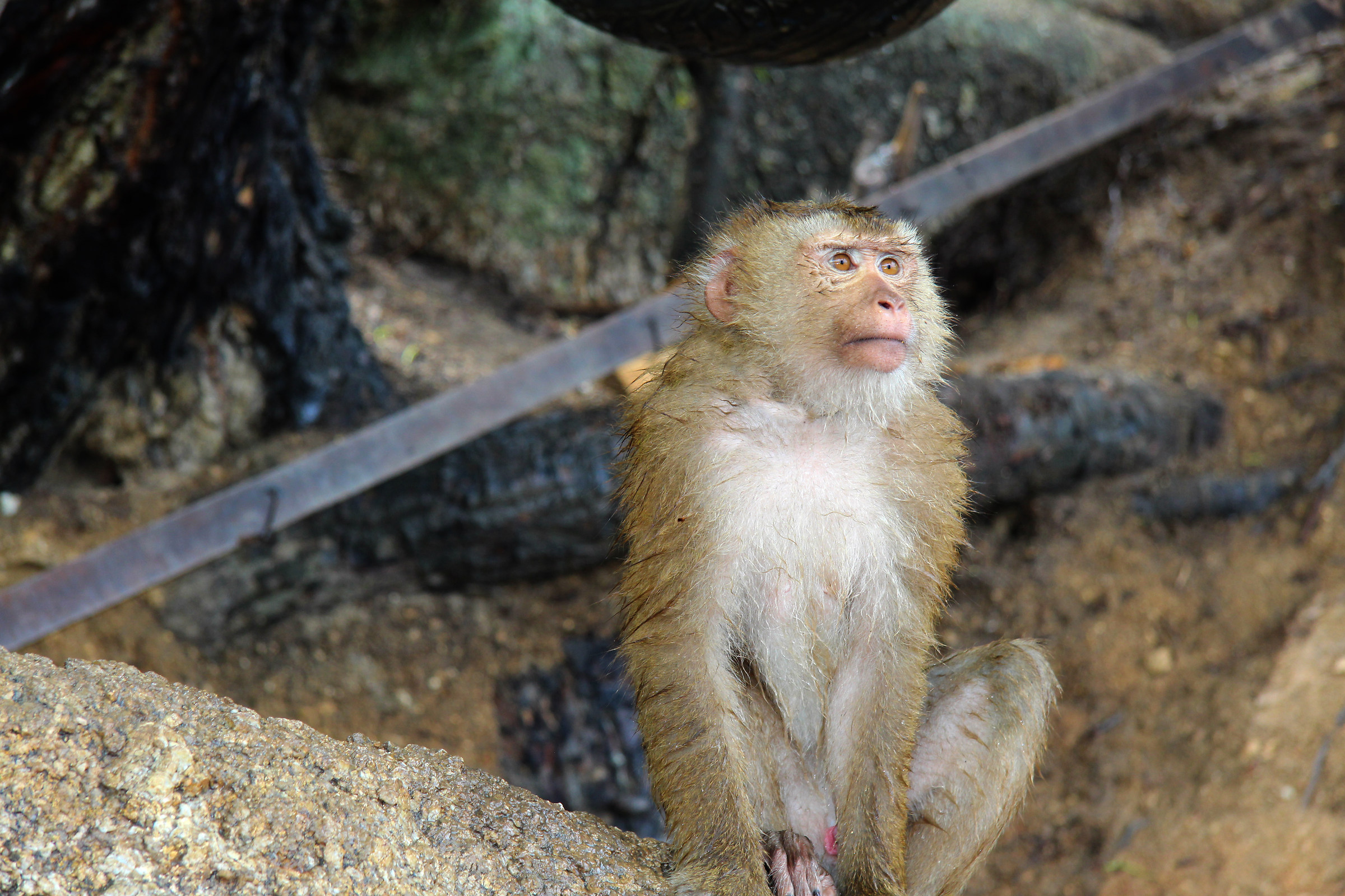 Monkey Island Phuket