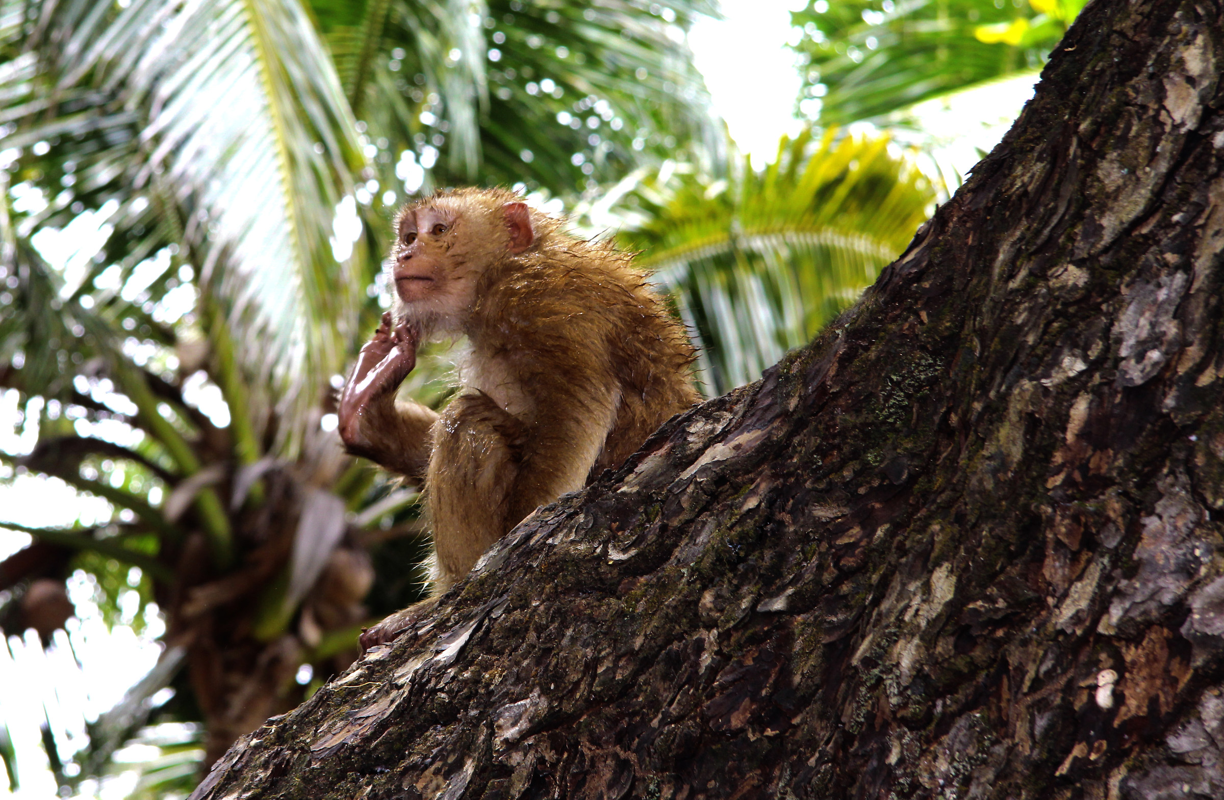 Monkey Island Phuket
