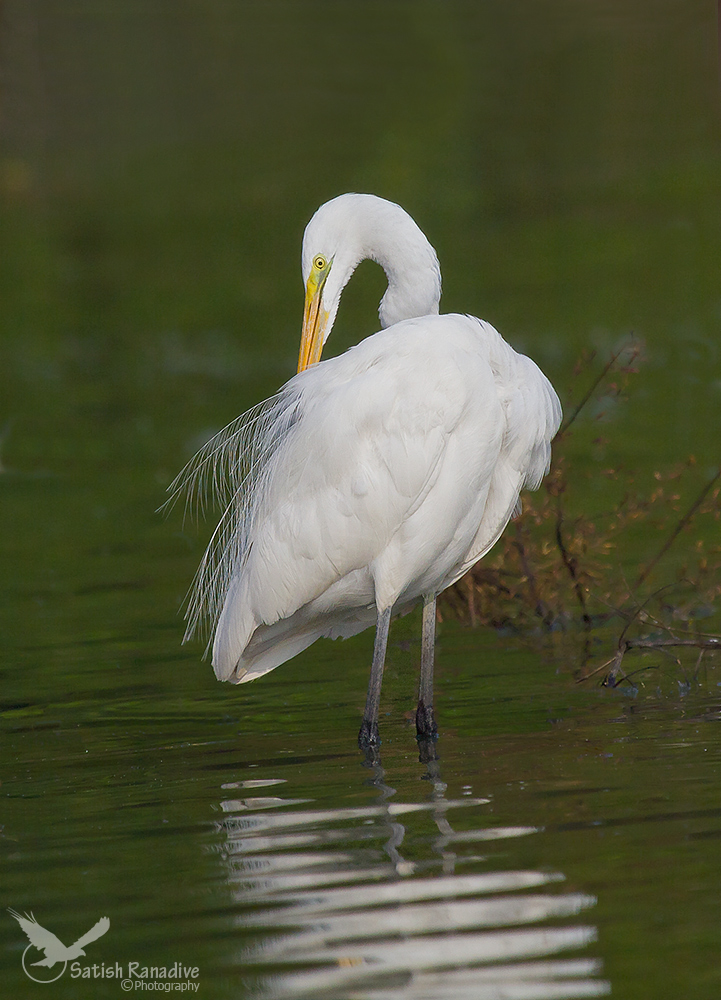 Great Egret in early morning light.