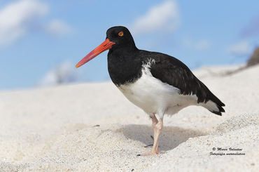 Haematopus palliatus