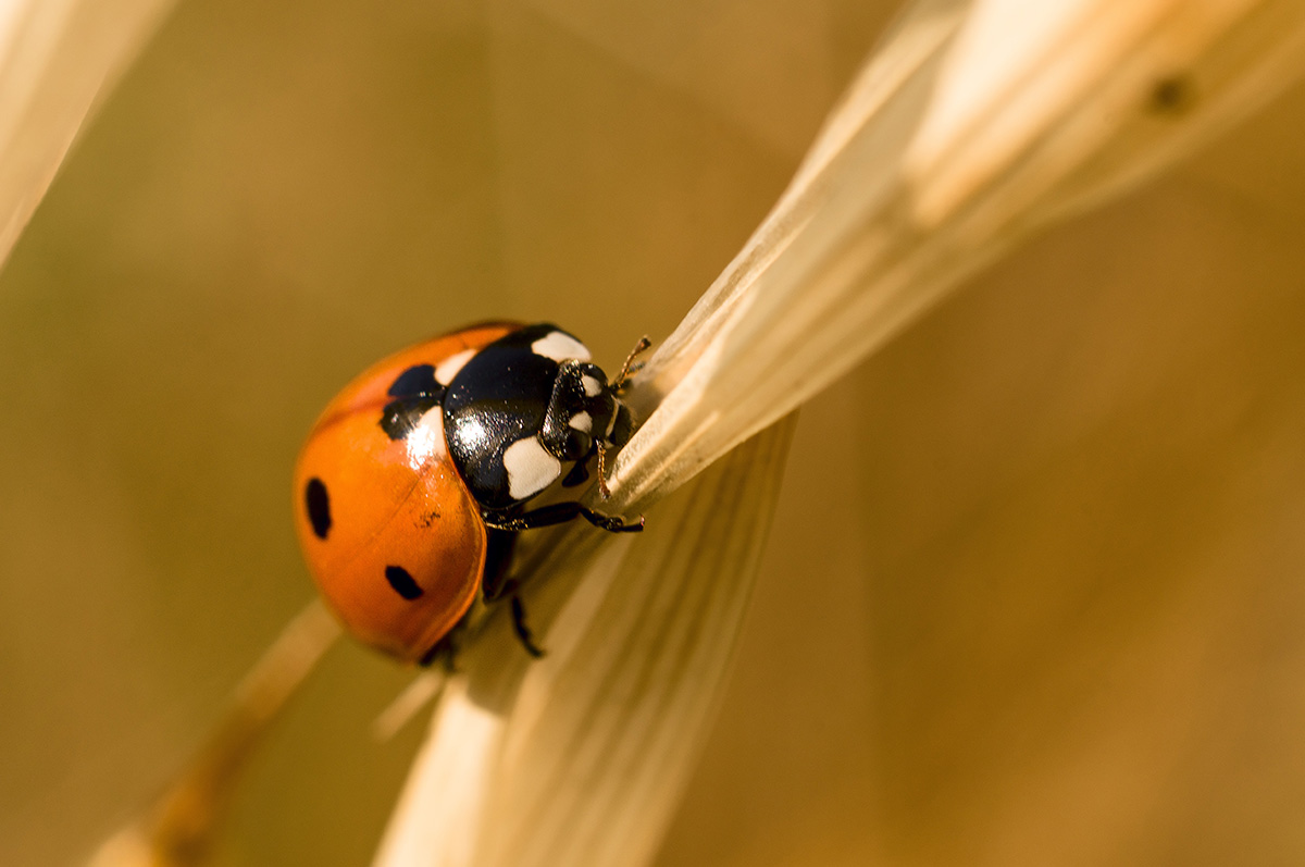 ladybug