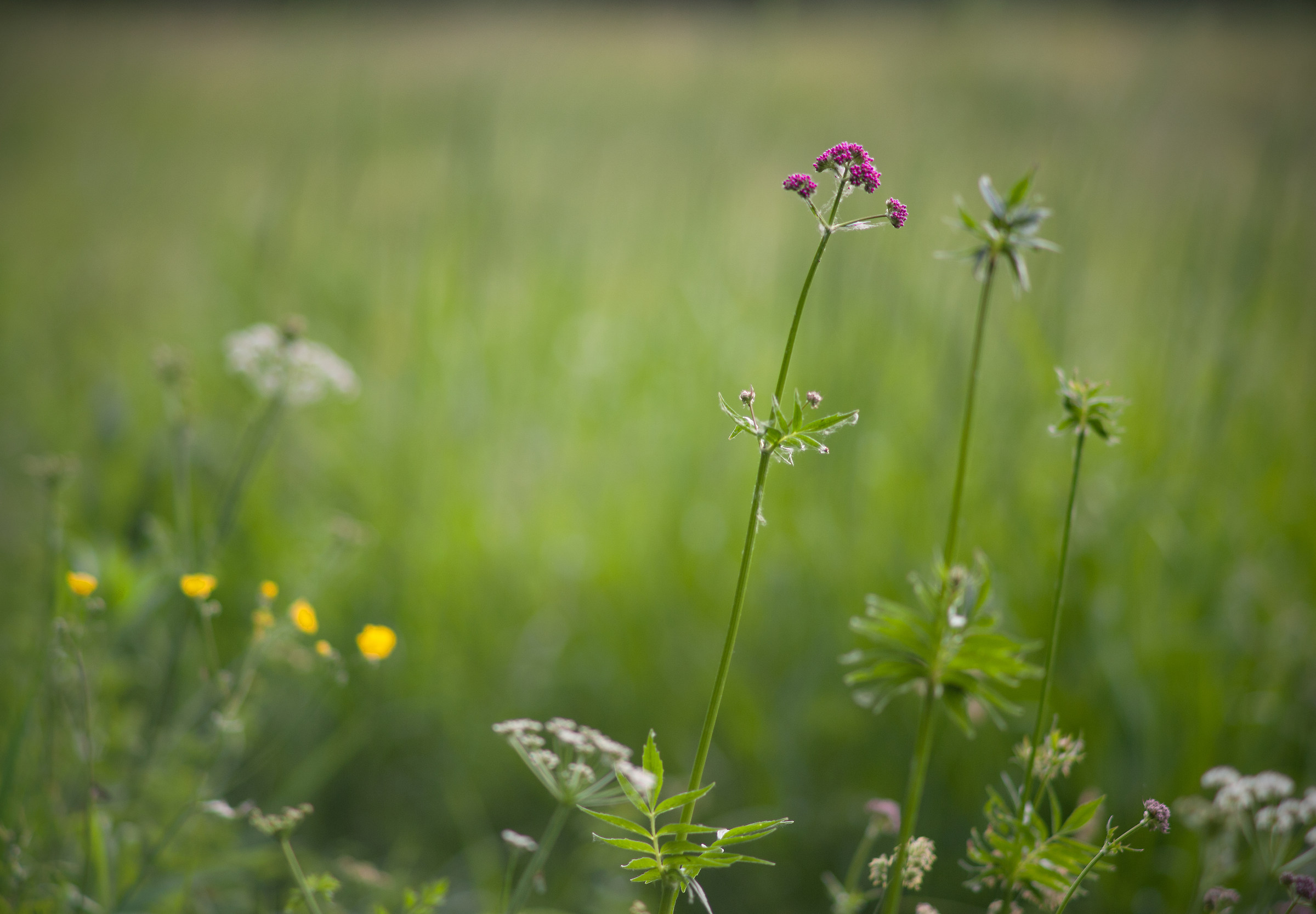 Molto naturale inglese Prato