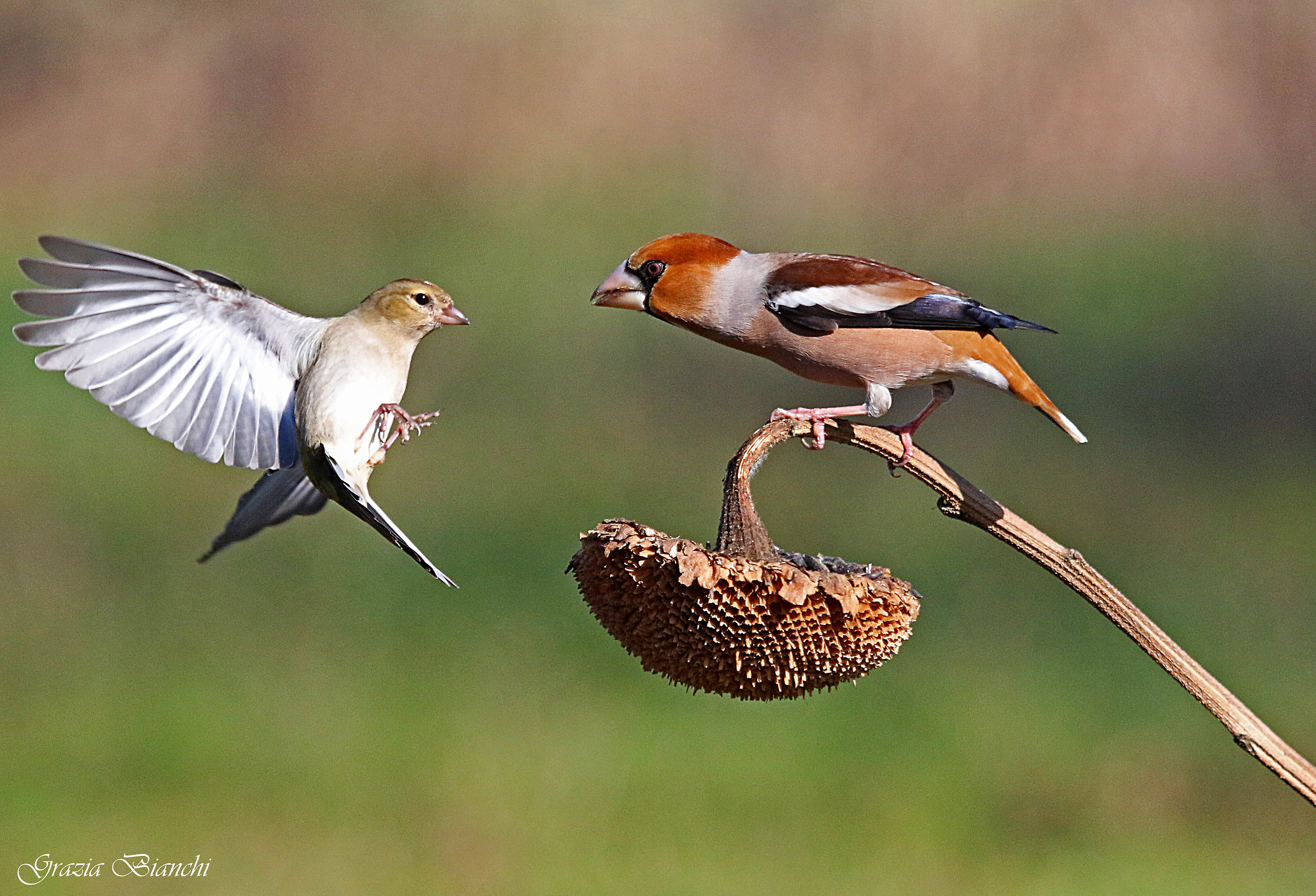 Frosone contro verdone