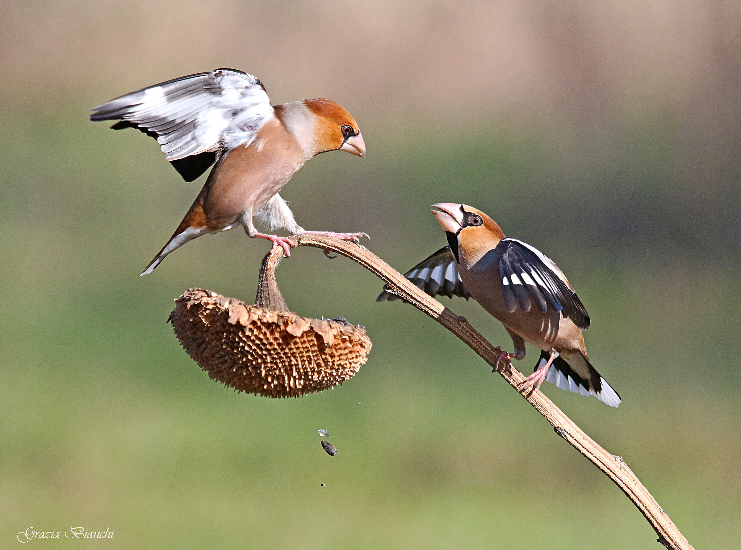battaglia tra frosoni