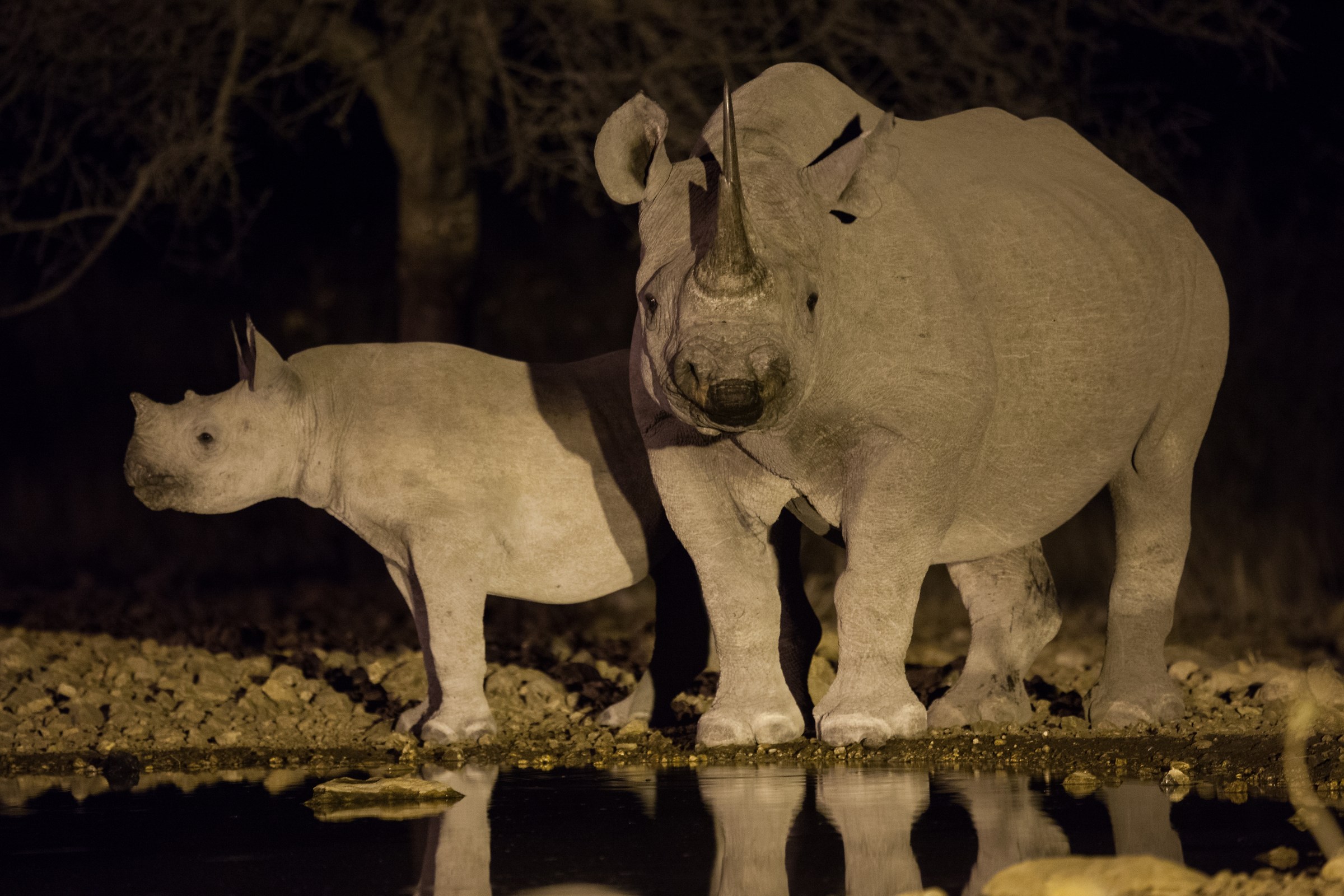 White rhinoceros with small, Ongava Reserve Namibia