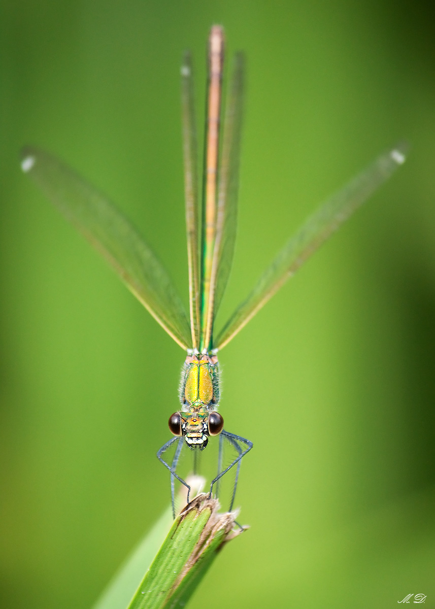 Libellula