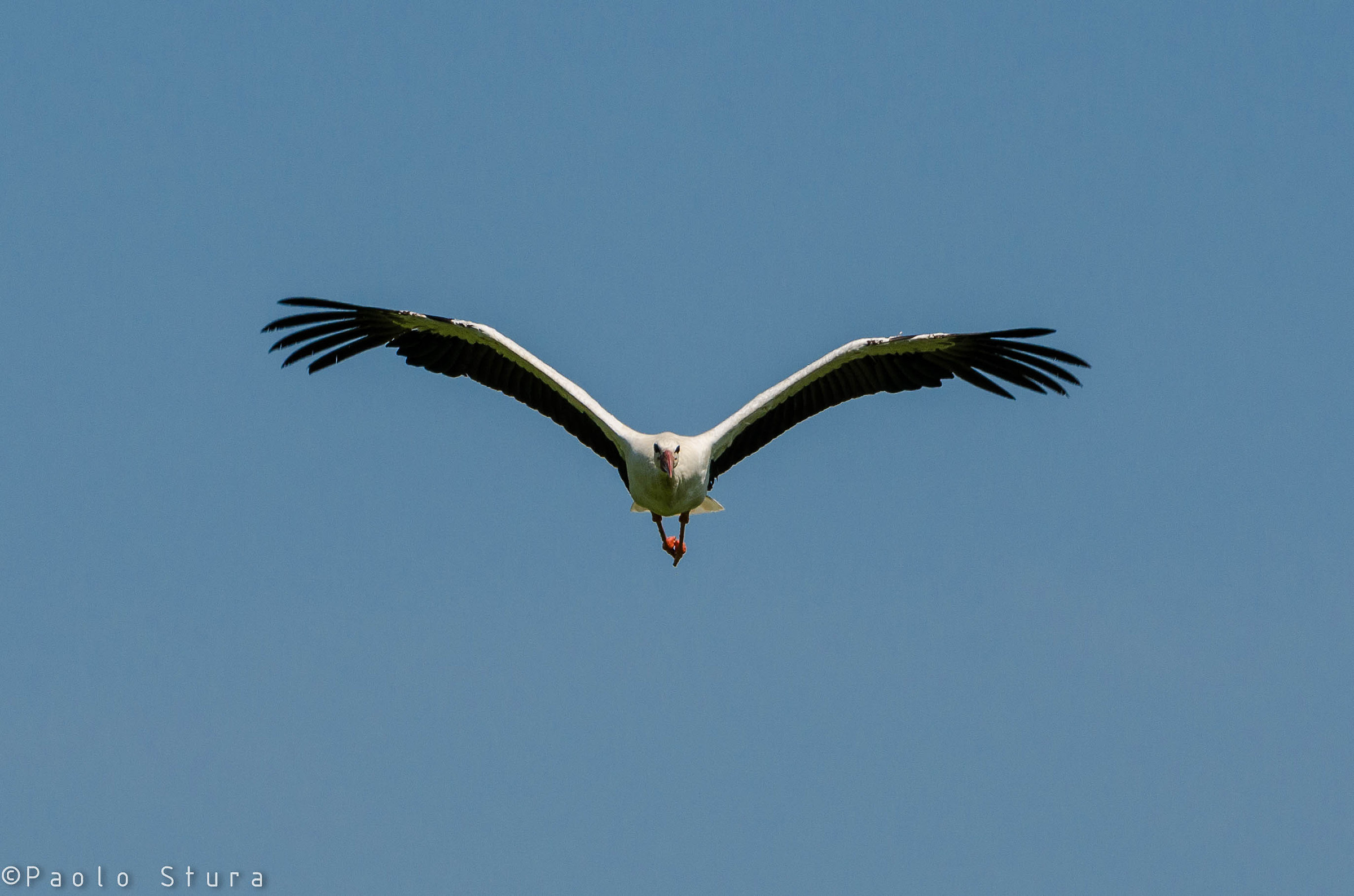 Stork