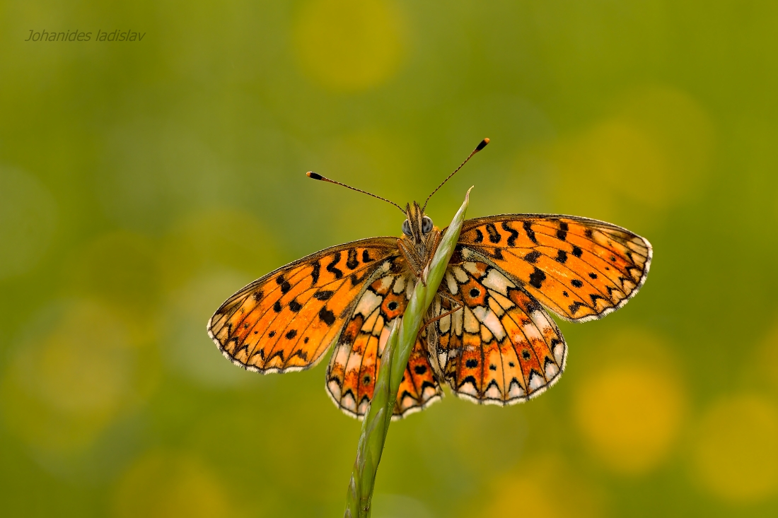 Boloria selene