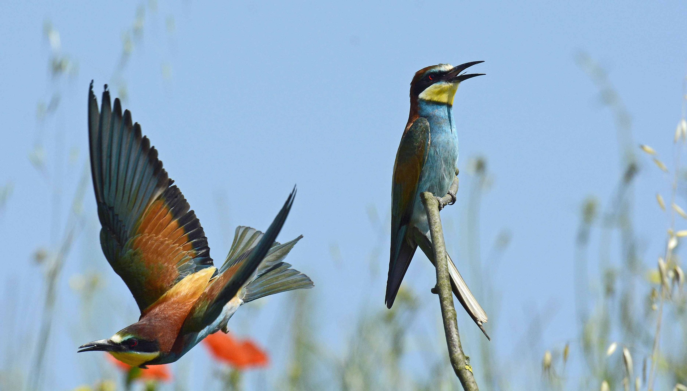 Gruccioni_chi part and those who remain