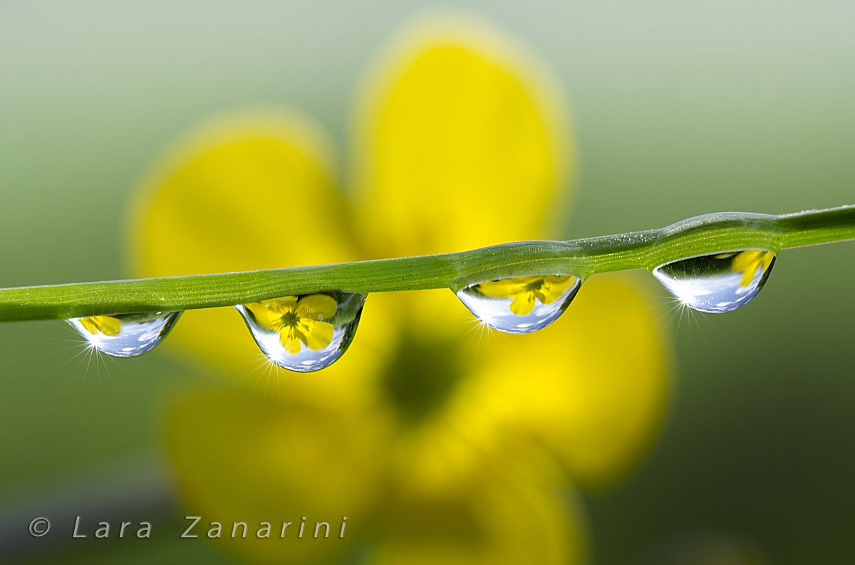 Riflessi nelle gocce