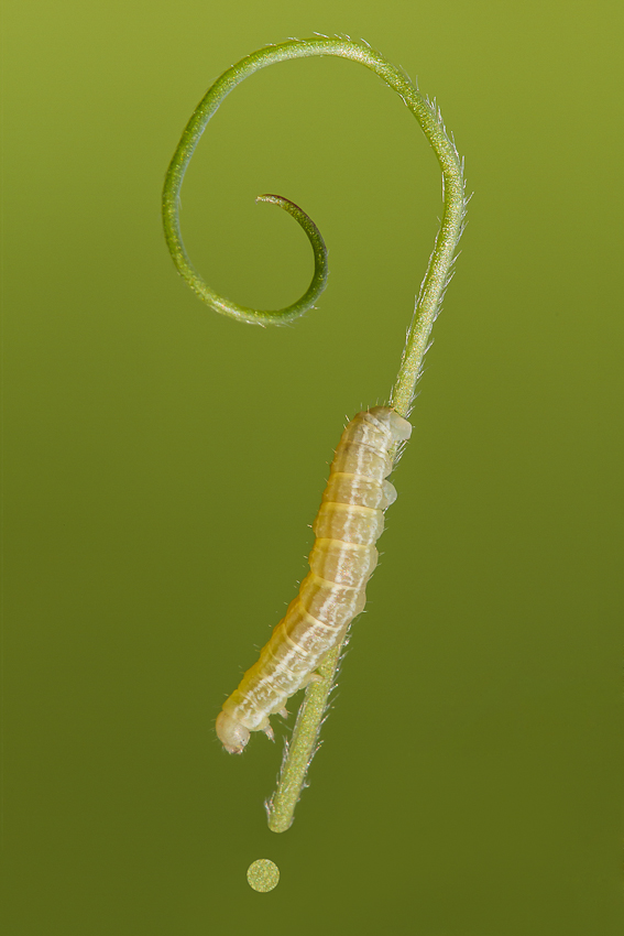 Caterpillar question! : D