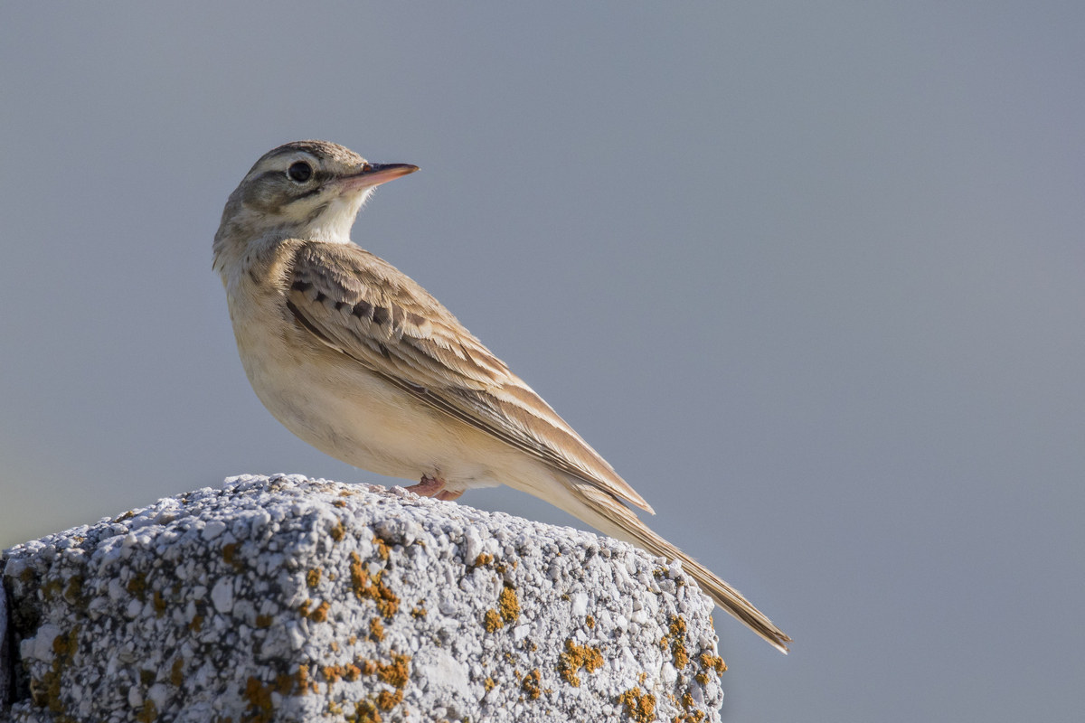 Pipit