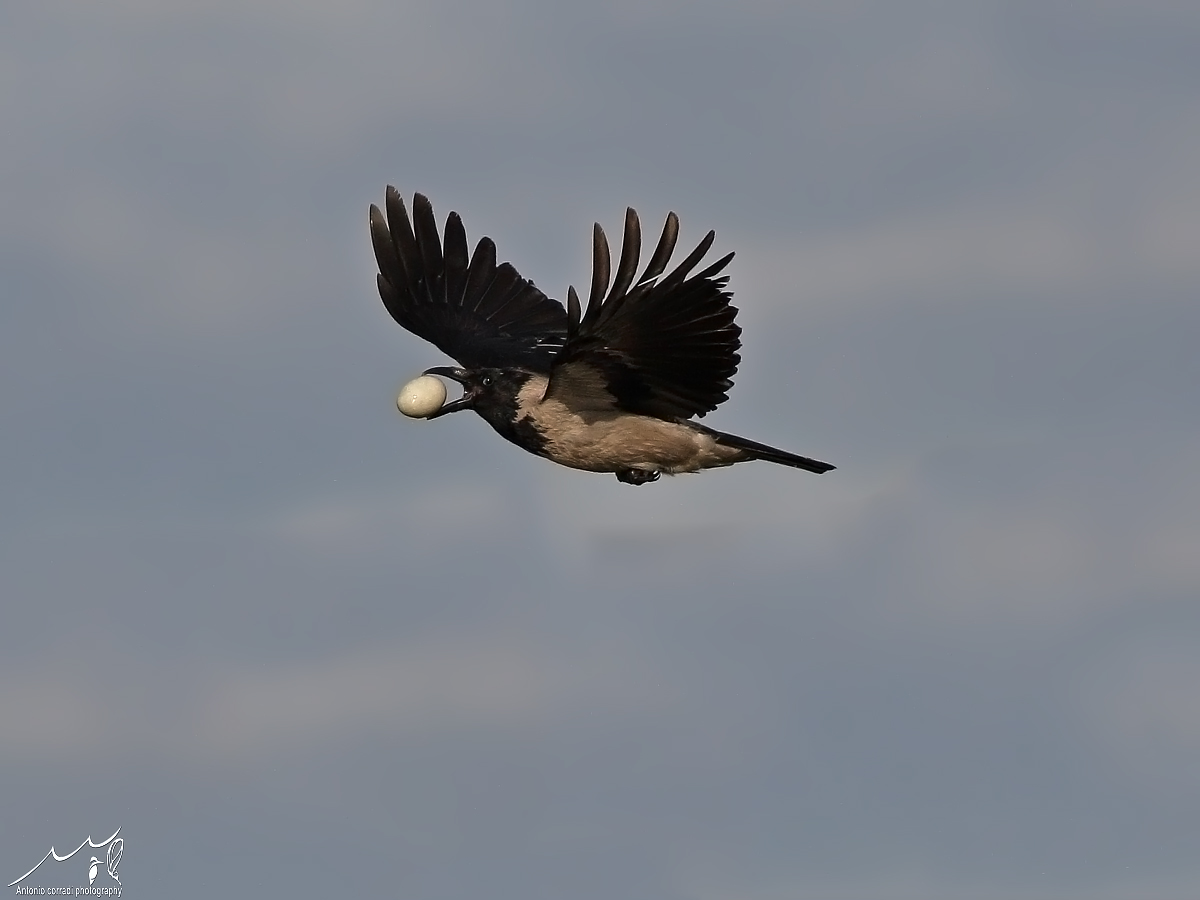 Non so se l'uovo e' suo o lo sta rubando.........