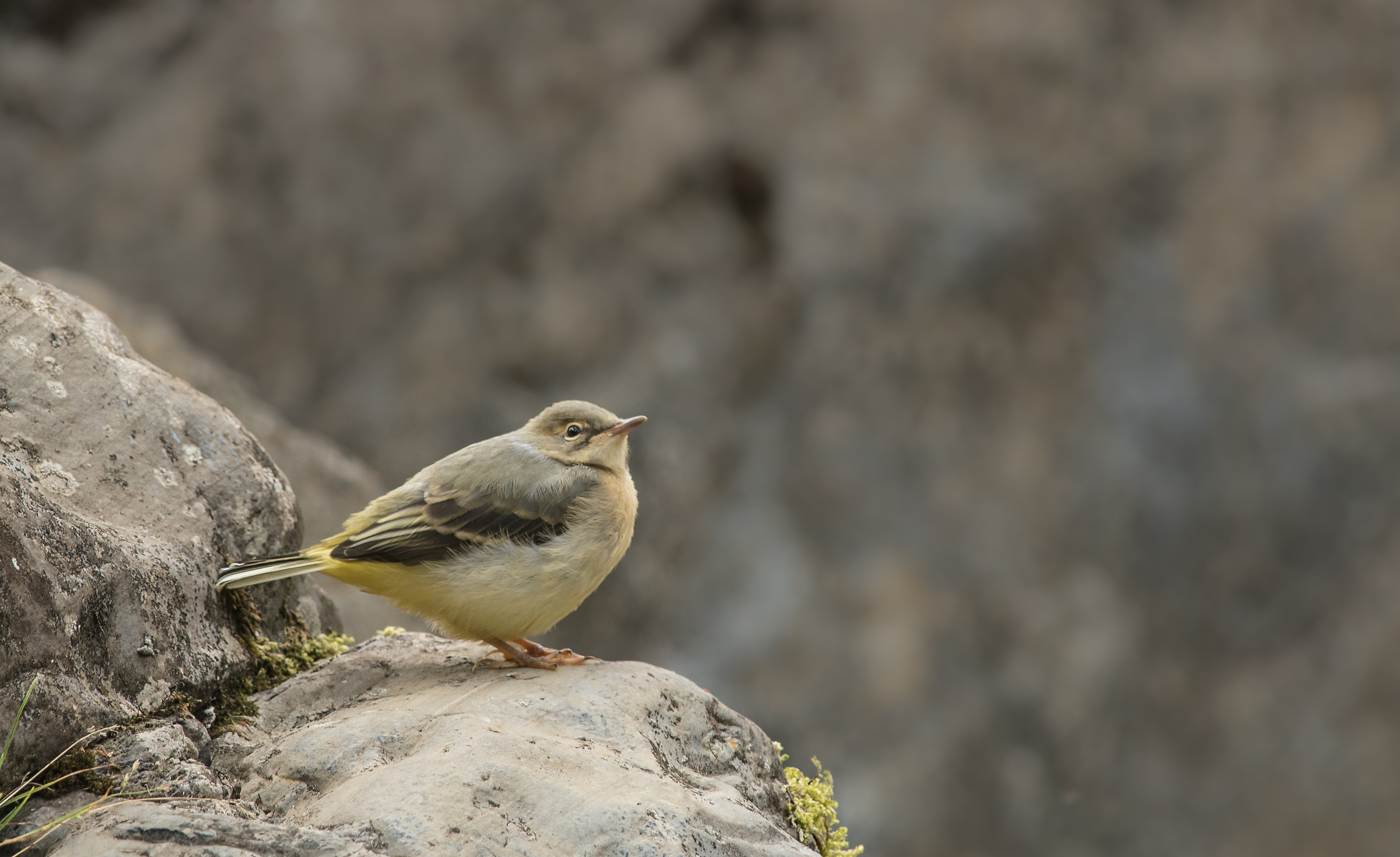 gray wagtail