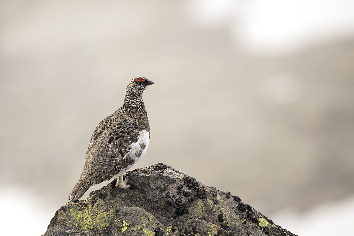 ptarmigan