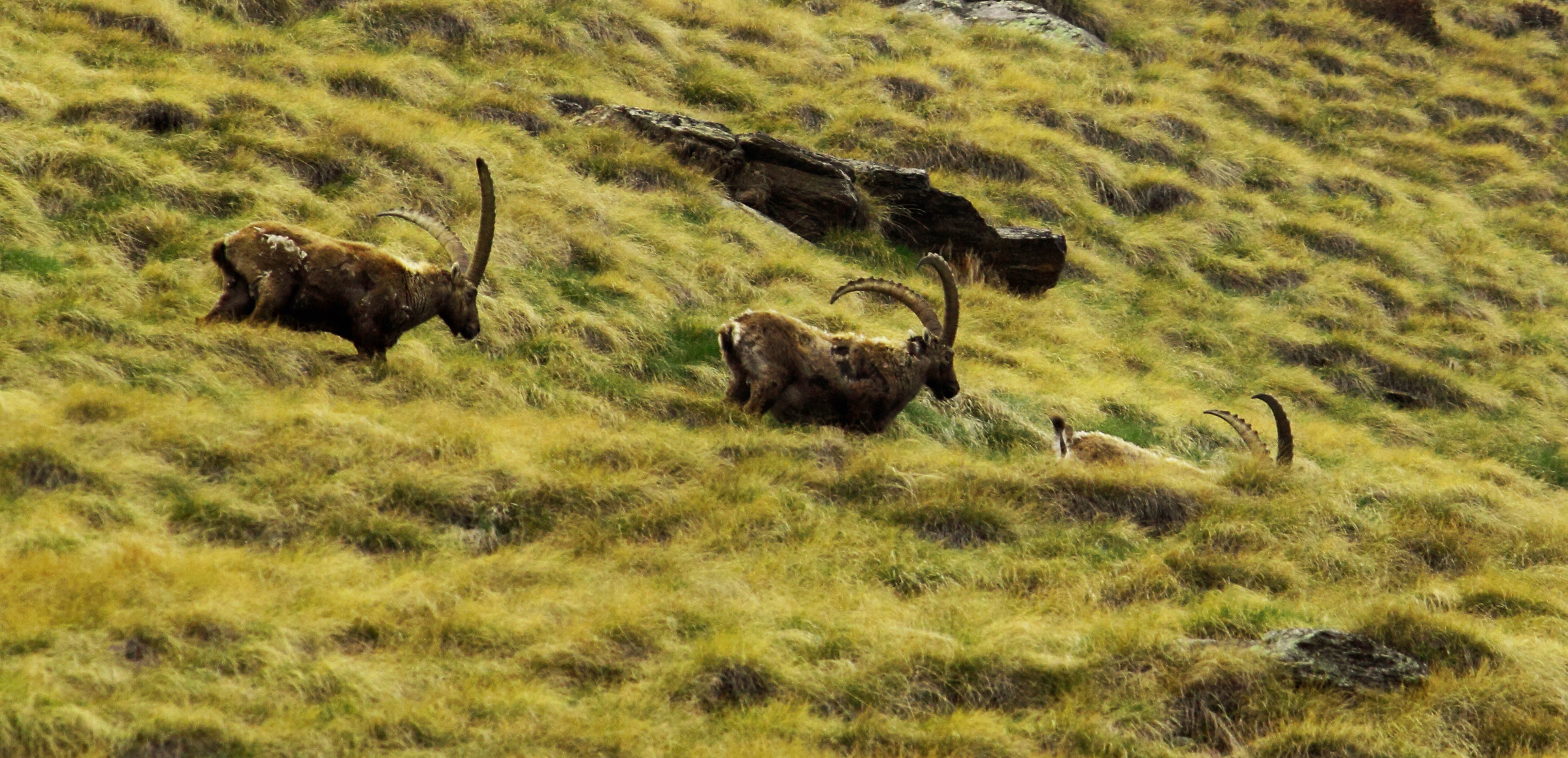 ibex walking on step loon
