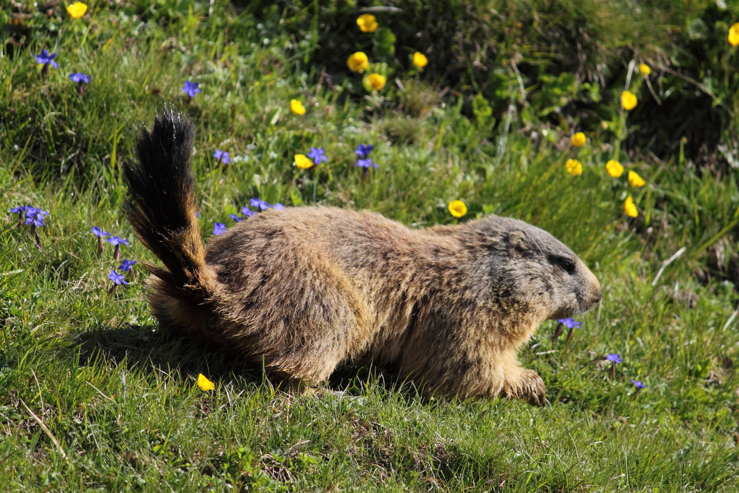 marmotta!