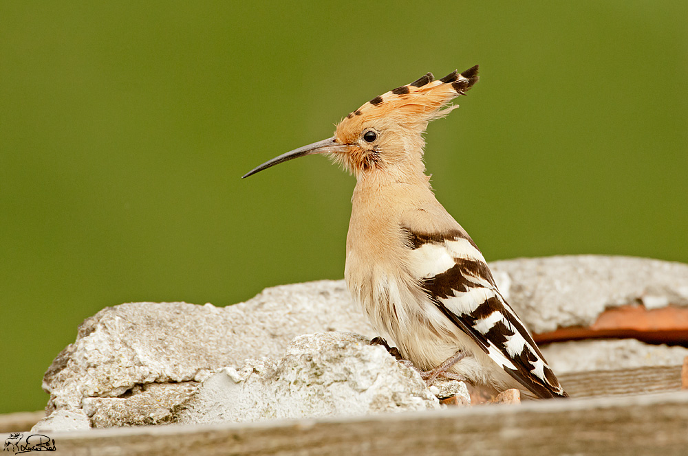 Hoopoe