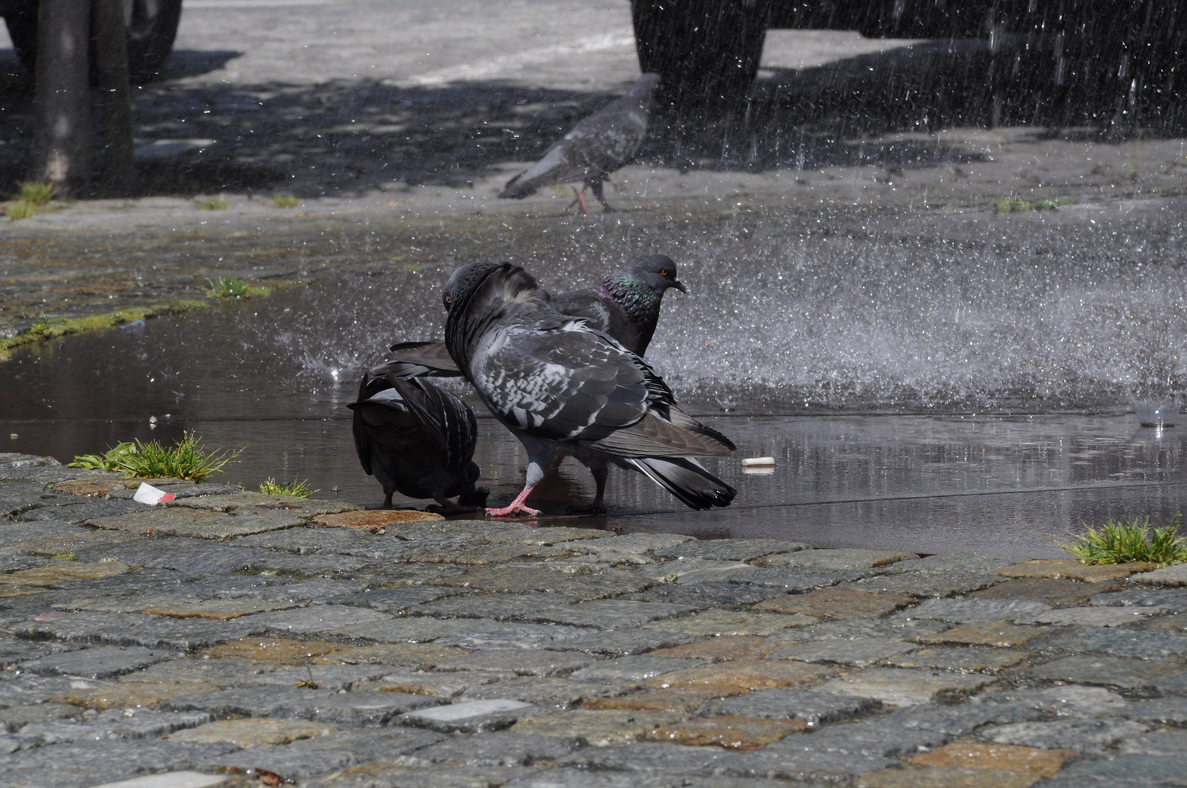fa caldo pure per loro