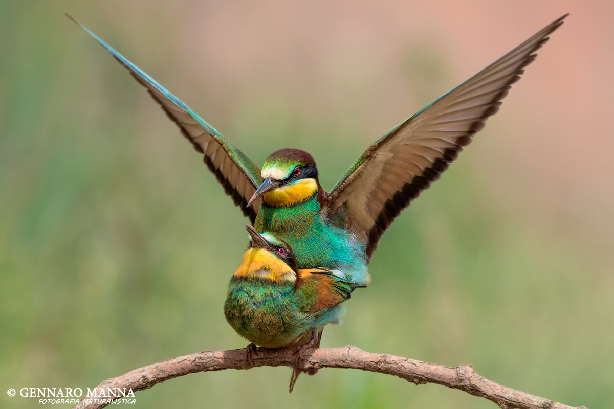 Eater (Merops apiaster)