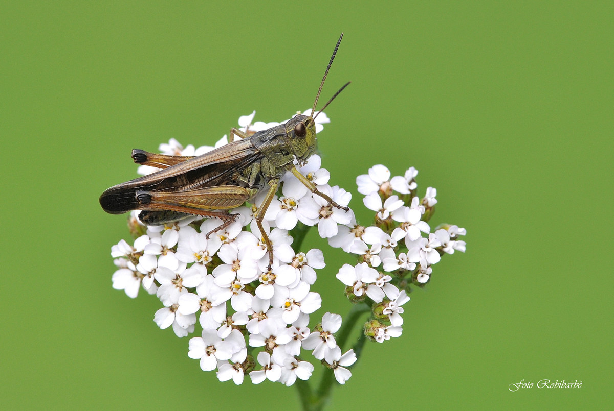 Cavachillea millefoglie....