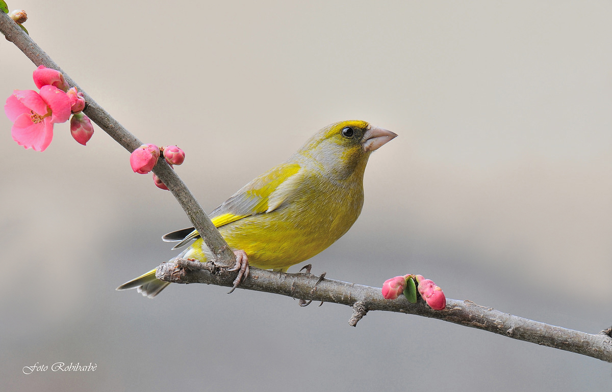Verdone di San Giuseppe...