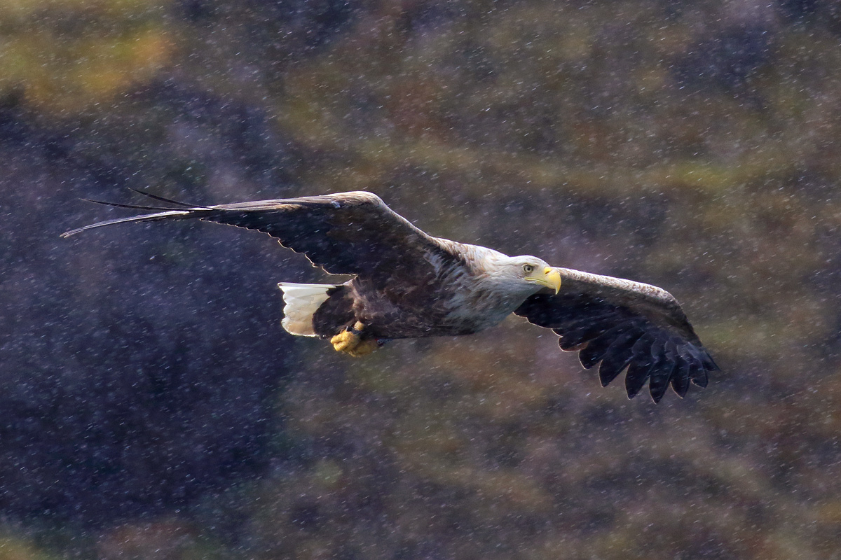 Sea Eagle