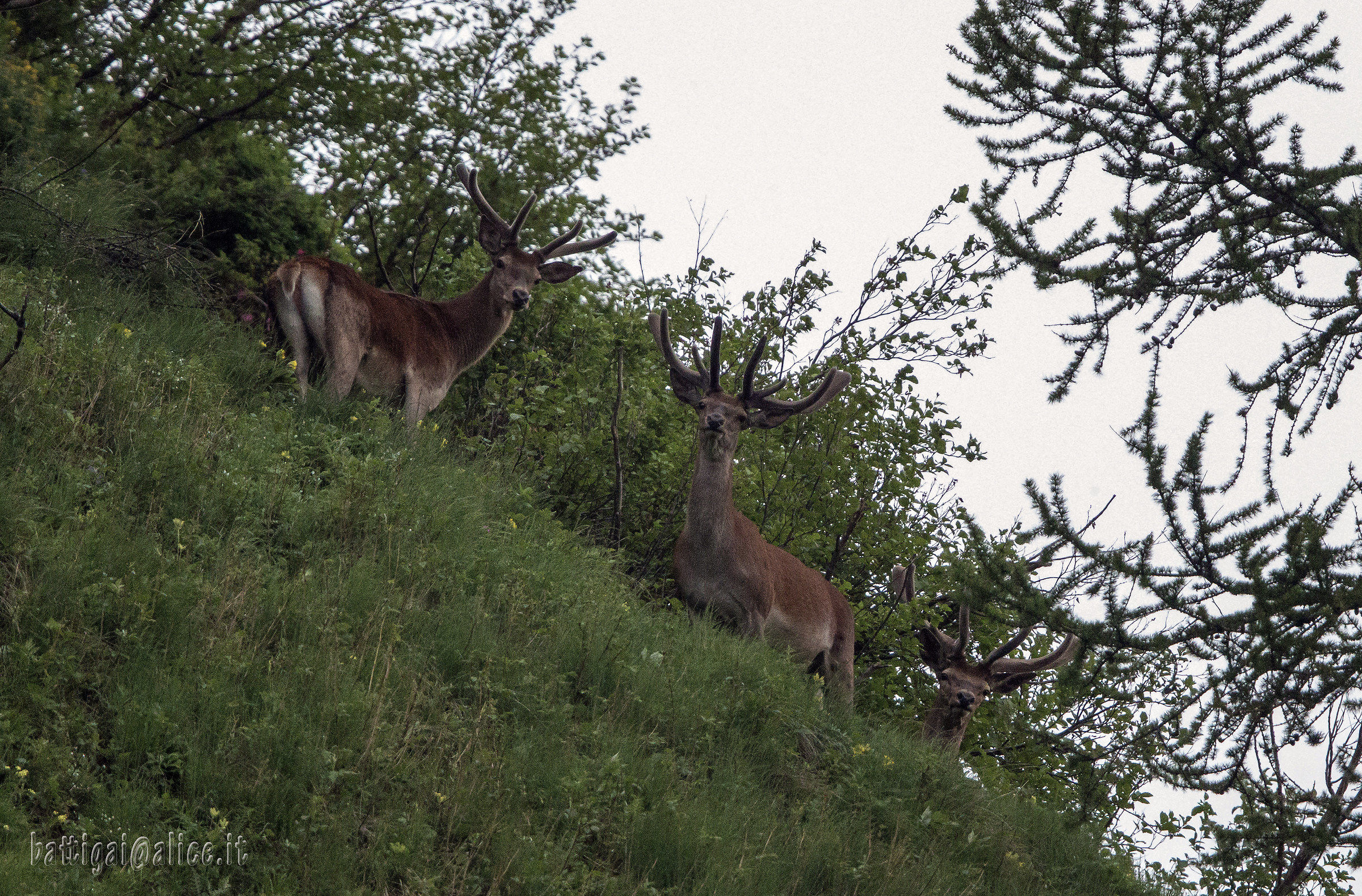Deer with antlers in velvet