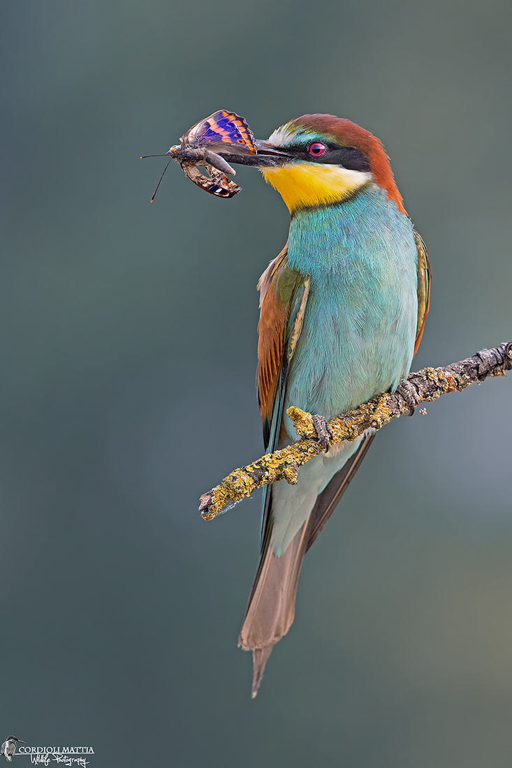 The> Bee and Butterfly ...