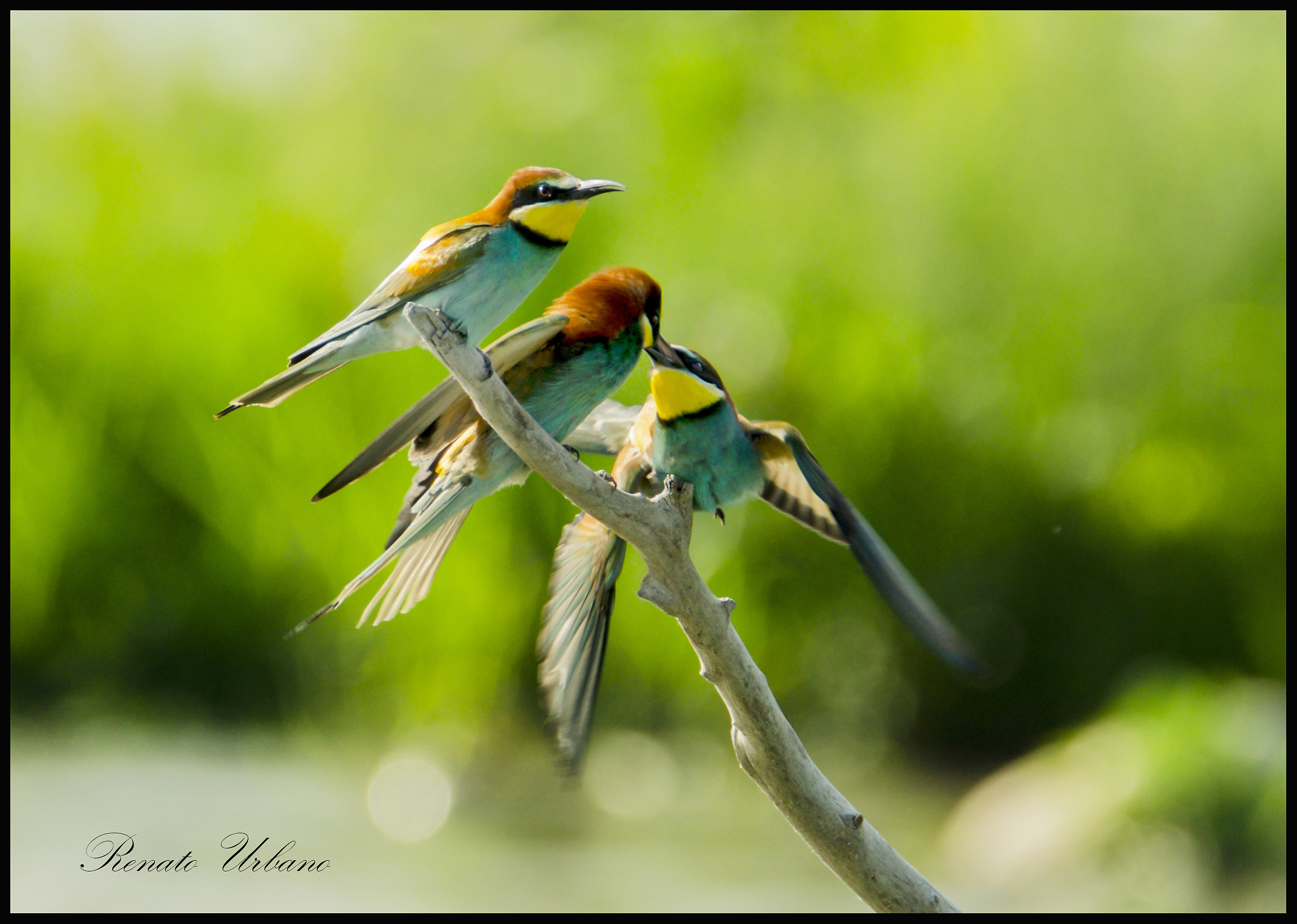 Maybe I'm too (Merops Apiaster)
