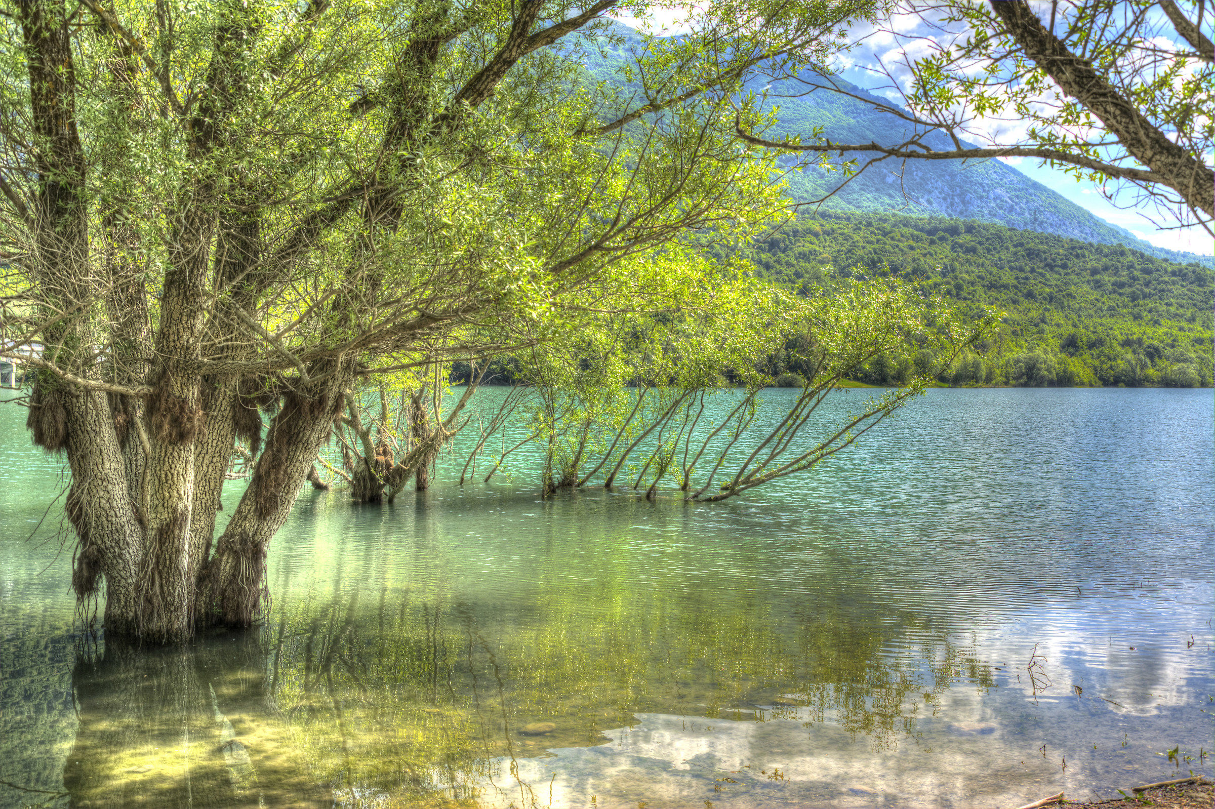 Lake Barrea - trees in emerging