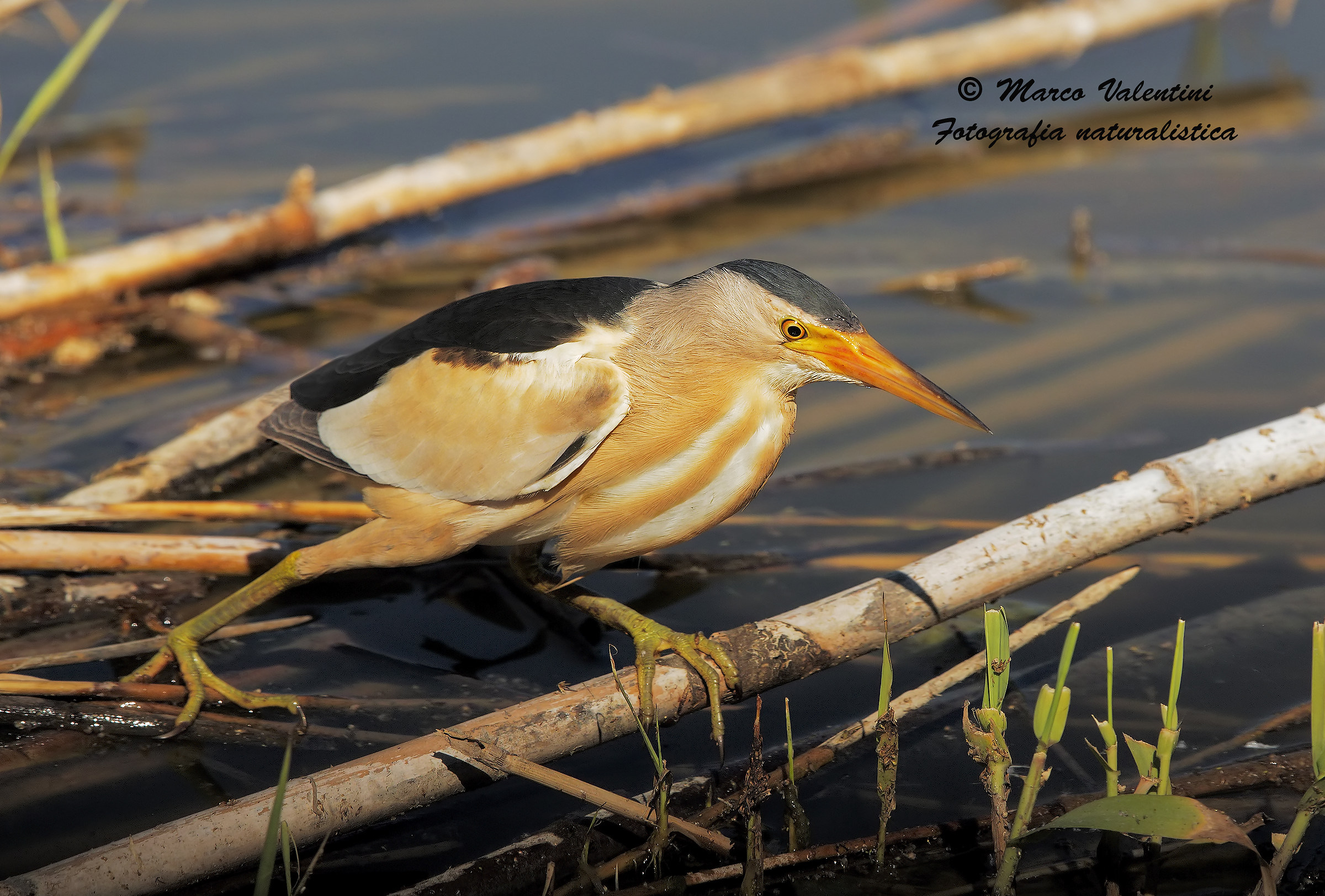 My first bittern - HD