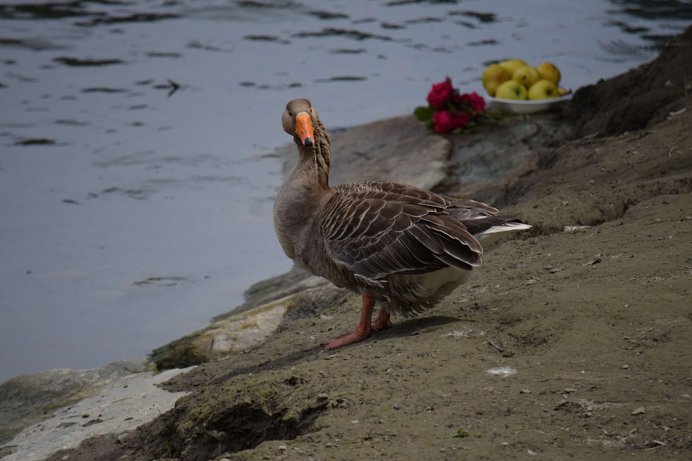 Bhè ?? Cosa guardi?