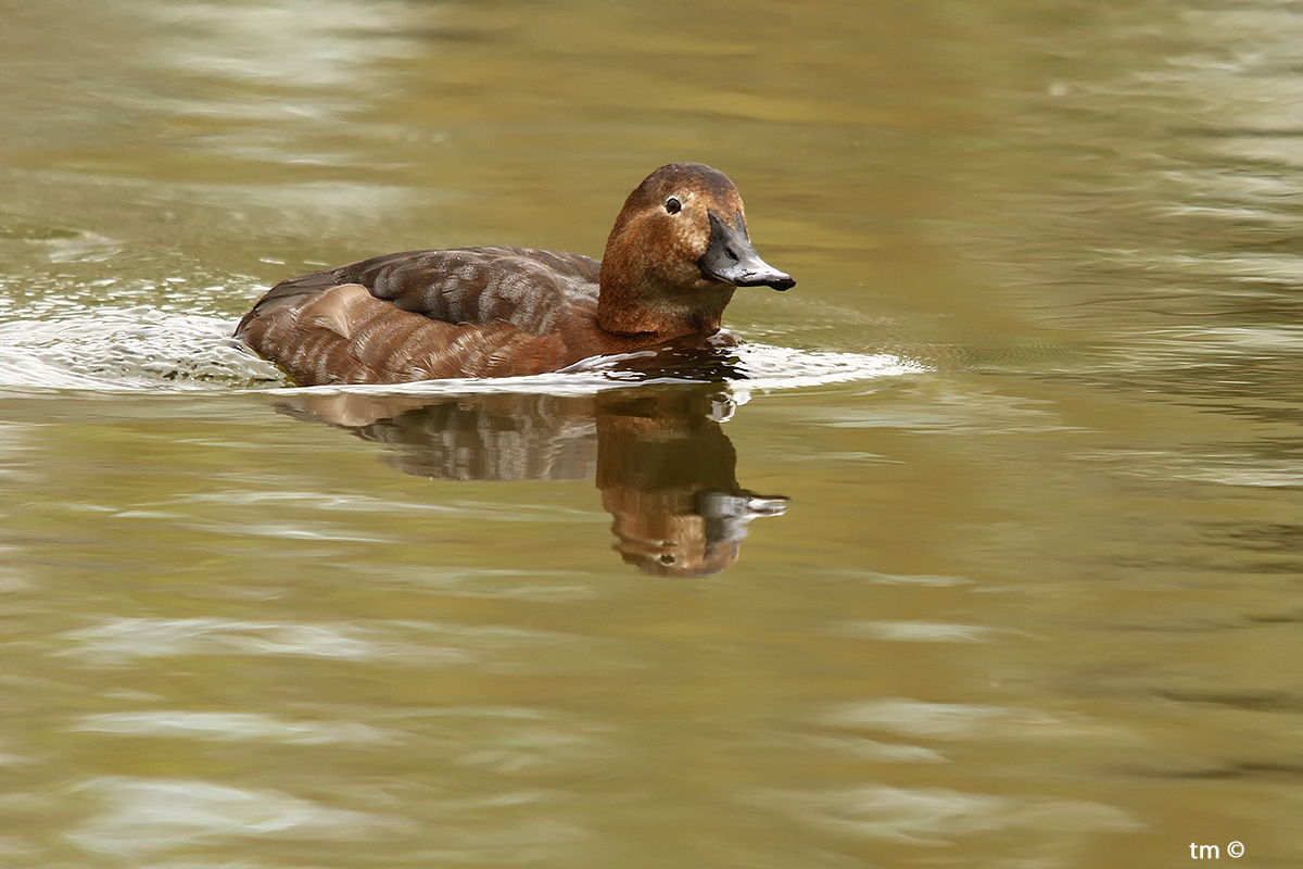 Moriglione femmina - Aythya ferina
