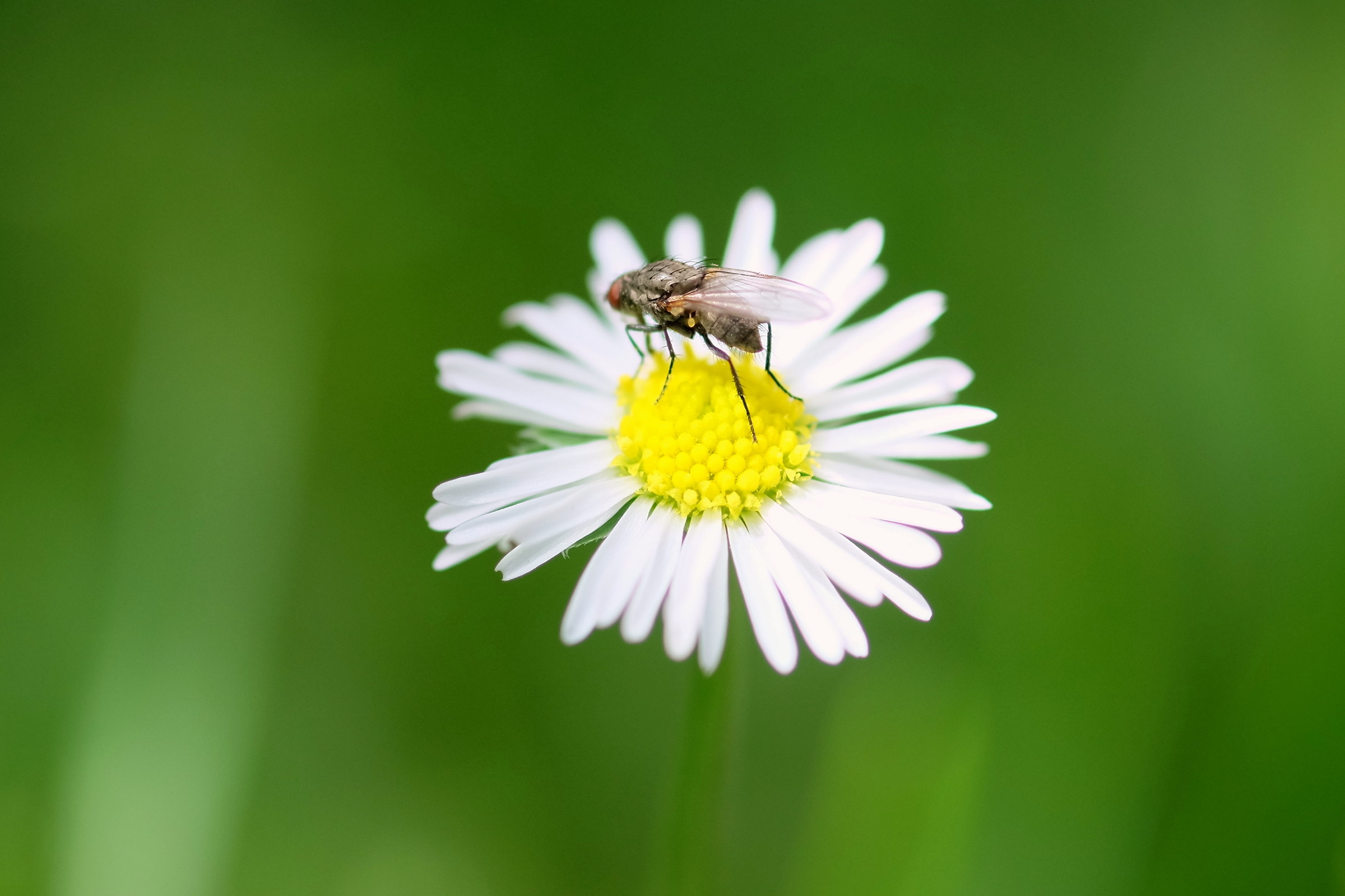 la provvigione del polline