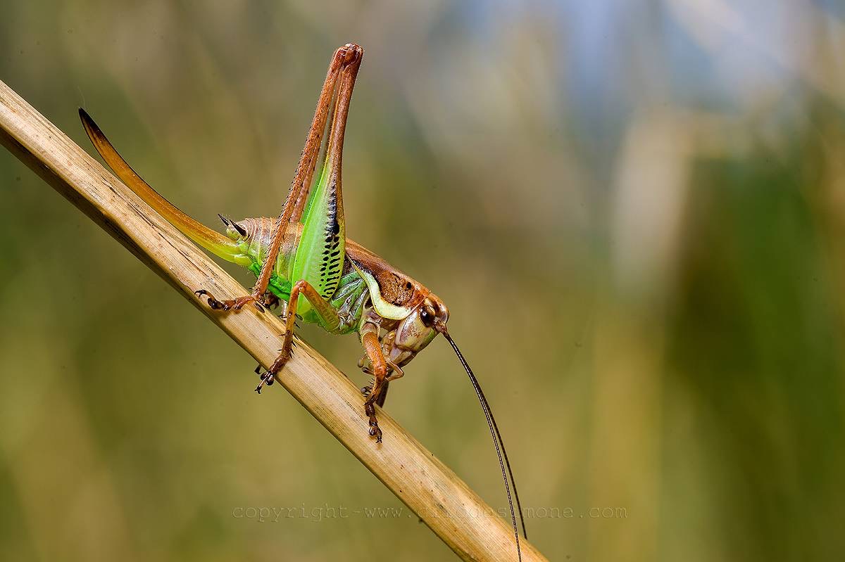 Sembrerebbe una cavalletta ,un aiuto per l'id.grazie