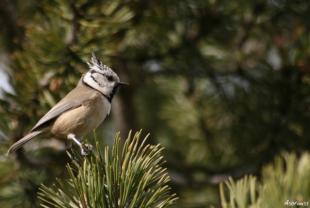 Crested Tit