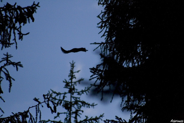 Squirrel in flight