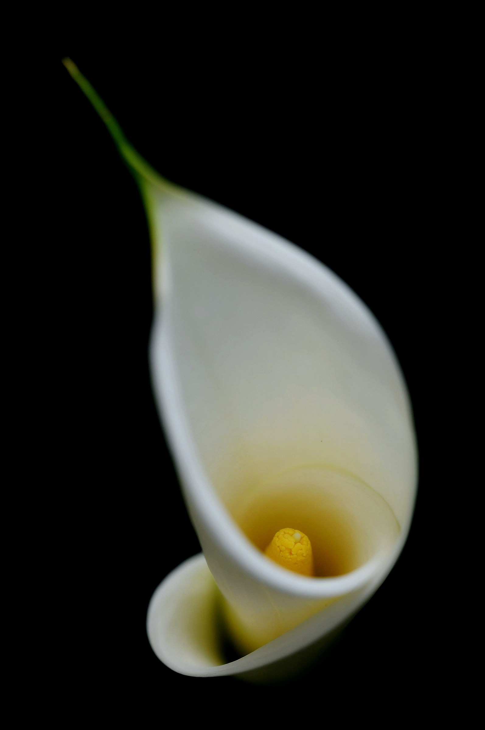 Calla