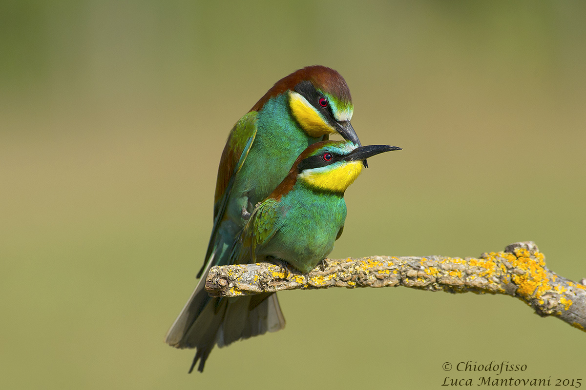 After the second butterfly ....