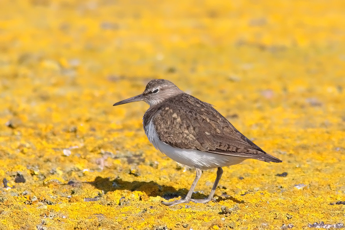The look of the sandpiper
