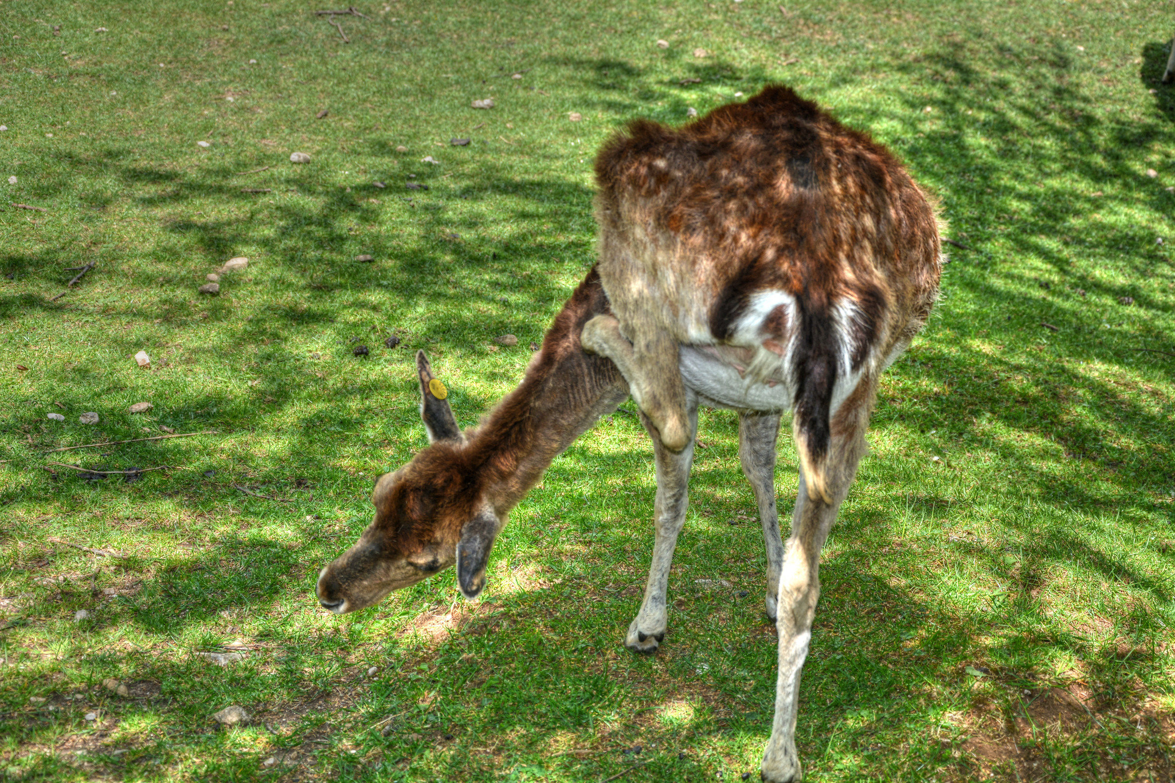 Prude ... nce (A Daino Scanno)