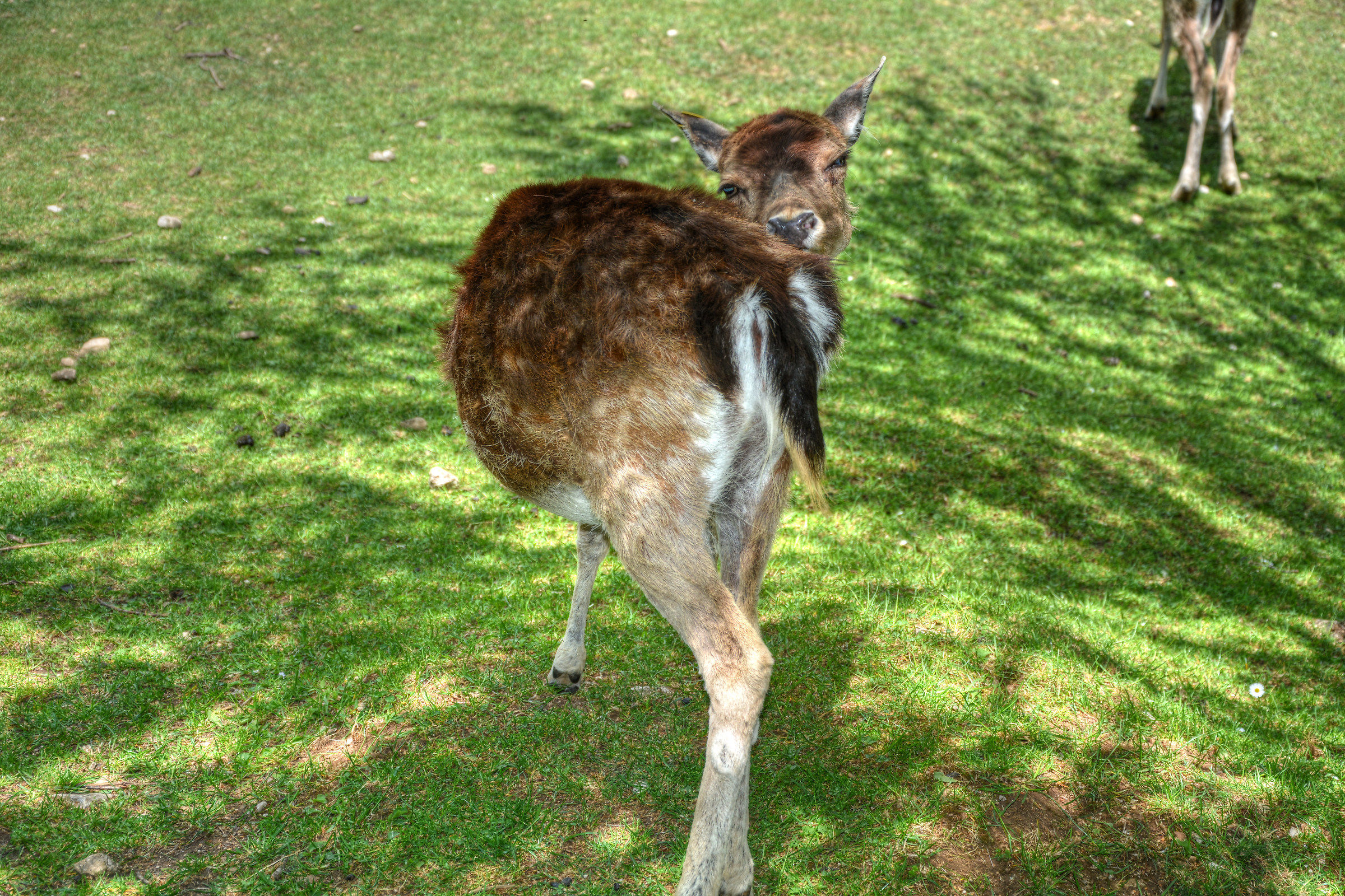 Hey ... you tell me? (Daino Scanno)