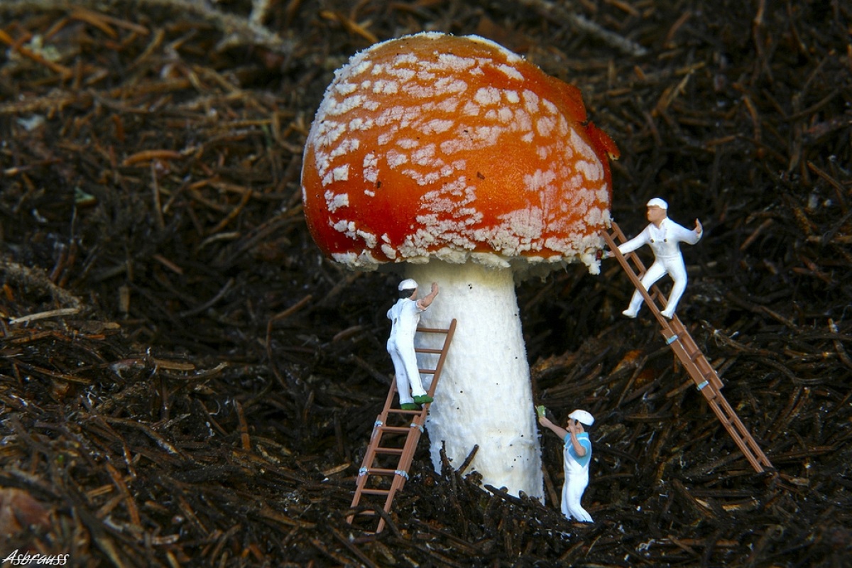 Conservazione della natura