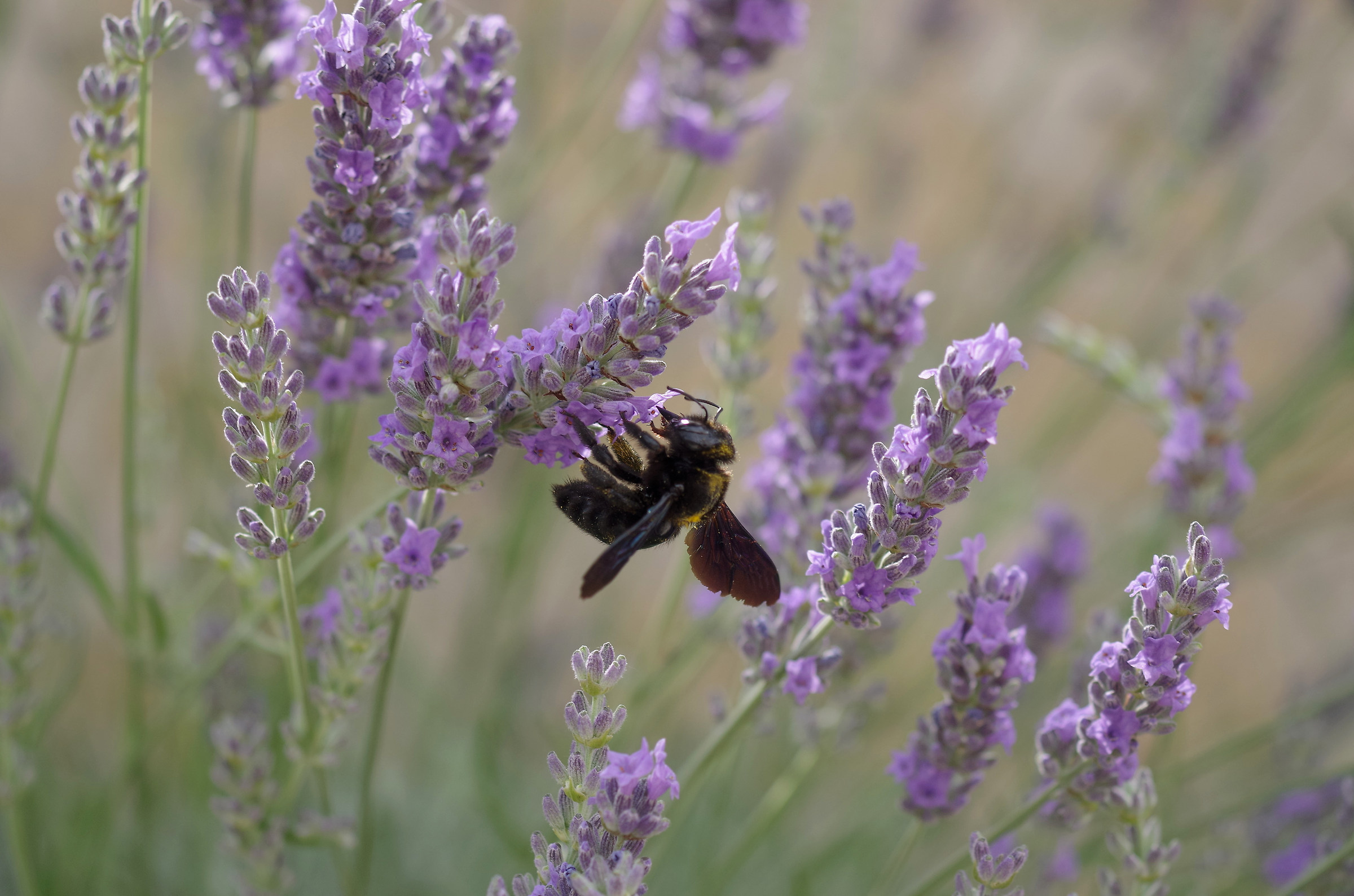 il calabrone e la lavanda
