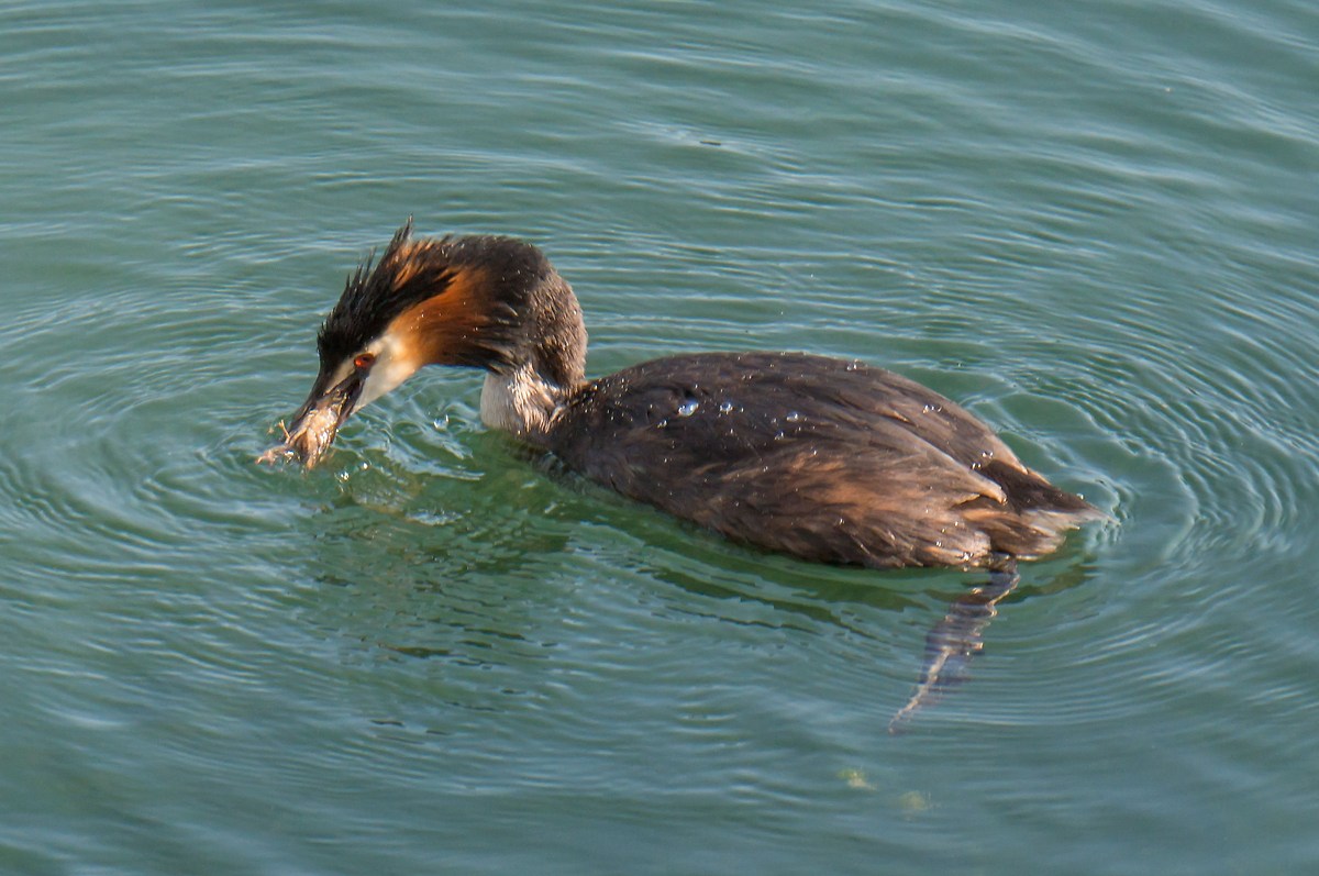 Grebe devouring a freshwater shrimp