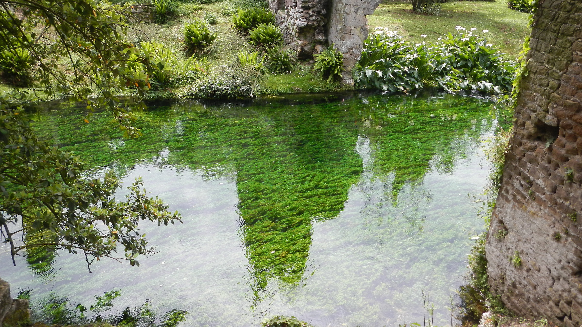 Shadows on the water nymph (Lt)