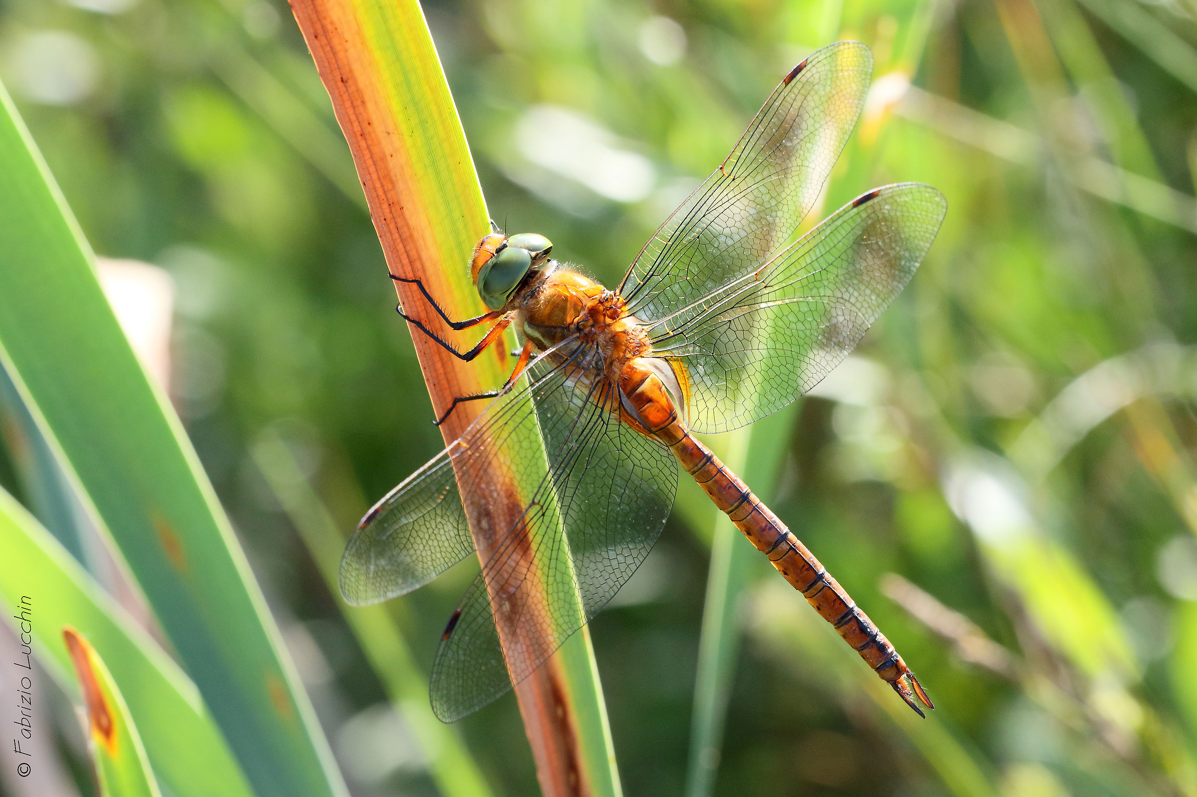 Anaciaeschna isosceles