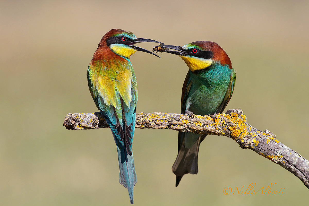 gruccioni scambio d'insetto