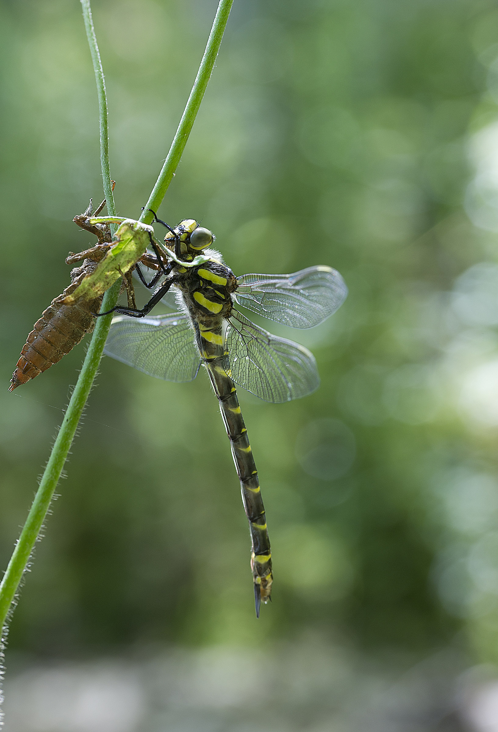 libellula